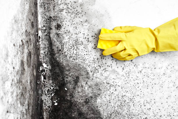 Best Air Quality Testing for Mold Spores  in Plainfield, NJ